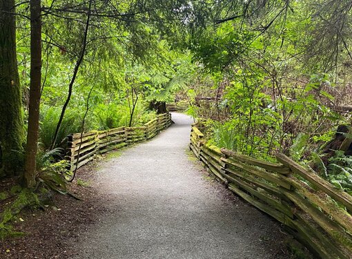 An accessible paved trail in a rainforest park. The path is lined with a wooden fence on each side.